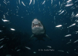 North Carolina Sand tiger shark on a collision course div... by Keith Partlo 